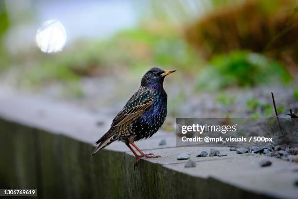 close-up of starling perching on wood,hamburg,germany - snipefish stock pictures, royalty-free photos & images