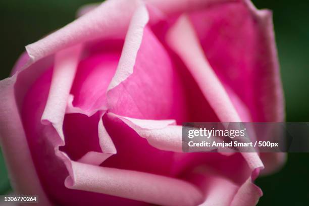 close-up of pink rose flower,dera ismail khan,khyber pakhtunkhwa,pakistan - dera ismail khan stock pictures, royalty-free photos & images