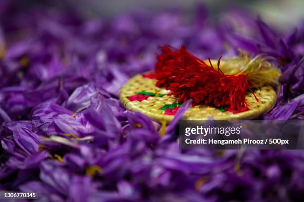 close-up of purple flowers,mashhad,razavi khorasan province,iran - saffron stock pictures, royalty-free photos & images