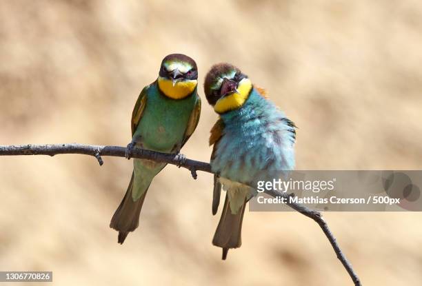32,544 Animal Romance Photos and Premium High Res Pictures - Getty Images