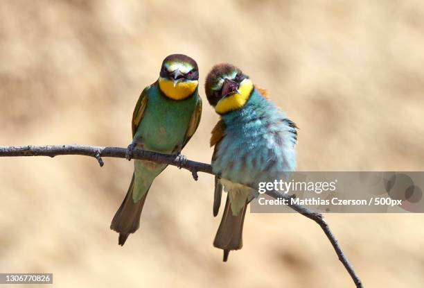 32,544 Animal Romance Photos and Premium High Res Pictures - Getty Images 32,544 Animal Romance Photos and Premium High Res Pictures - Getty Images
