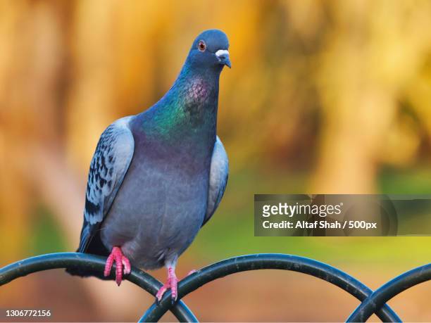 6,865 Beautiful Pigeon Photos and Premium High Res Pictures - Getty Images