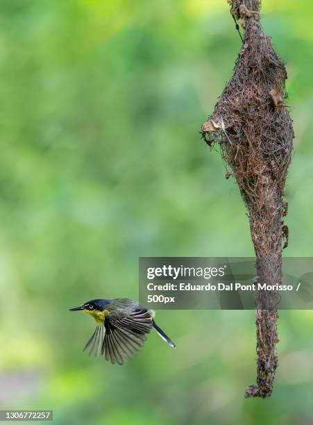 two birds flying a tree,brazil - snipefish stock pictures, royalty-free photos & images