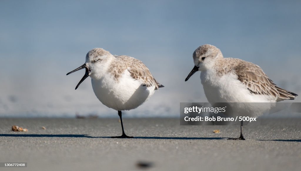 Close-up of birds perching on street light,Surfside Beach,South Carolina,United States,USA