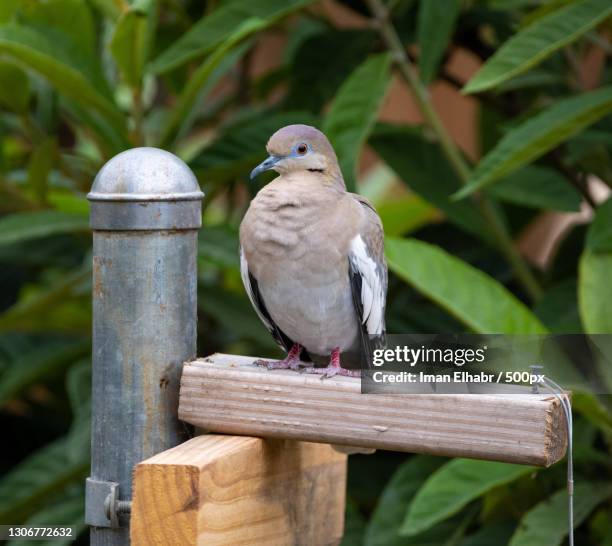 Pigeon Post Photos And Premium High Res Pictures Getty Images pigeon-post-photos-and-premium-high-res-pictures-getty-images