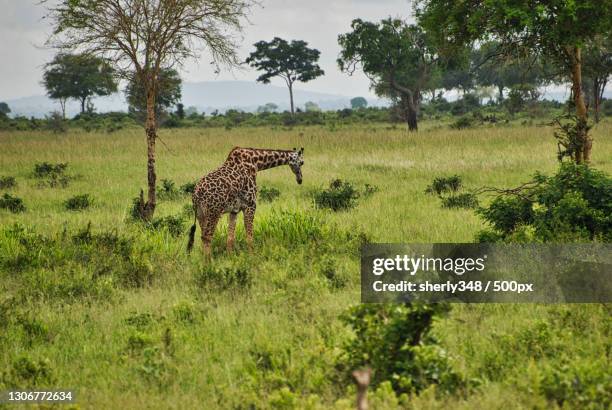 side shot of a masai giraffe that is walking on a path,mikumi,tanzania - todays fotos stock-fotos und bilder