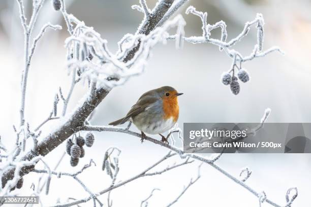 close-up of robin perching on snow covered field - robin fotografías e imágenes de stock