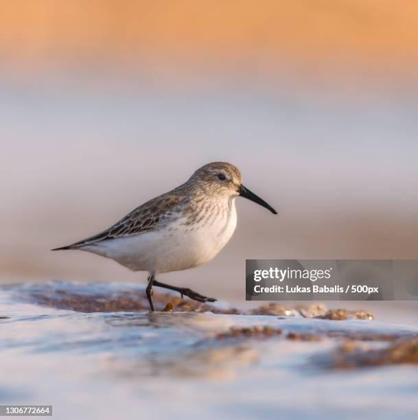 close-up of sandpiper perching on shore,greece - dunlin bird stock pictures, royalty-free photos & images