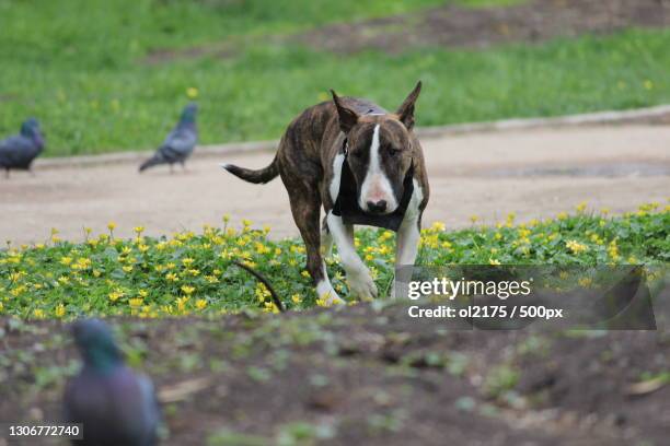 a bull terrier walking on the ground - stafford terrier stock pictures, royalty-free photos & images