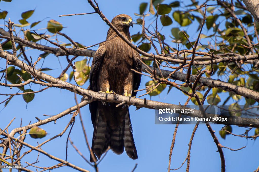 Low angle view of eagle perching on branch,Delhi,India