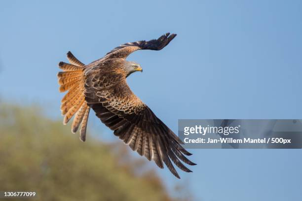 low angle view of red kite of prey flying against clear sky,ceredigion,wales,united kingdom,uk - ave de rapiña fotografías e imágenes de stock