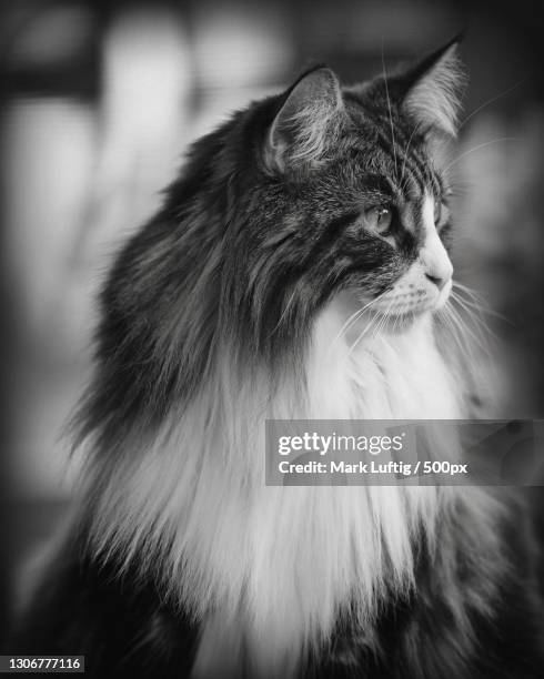 close-up of cat looking away - black and white cat stock pictures, royalty-free photos & images