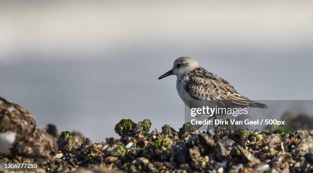 close-up of sanderling perching on rock,bredene,vlaanderen,belgium - correlimos tridáctilo fotografías e imágenes de stock