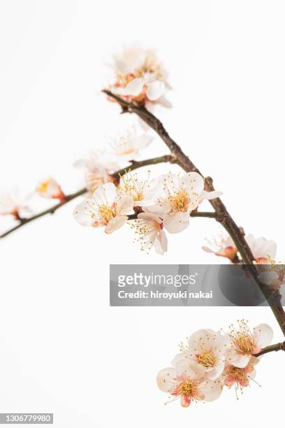 plum-blossoms - plommonträdsblommor bildbanksfoton och bilder