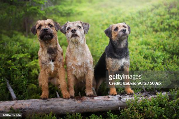 two dogs on a log - border terrier fotografías e imágenes de stock
