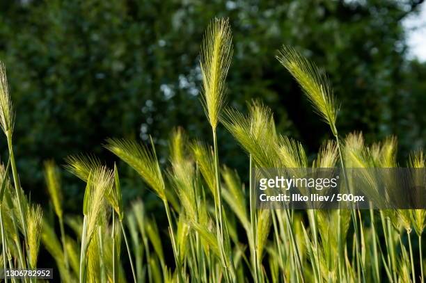 close-up of crops growing on field,sofia,bulgaria - veteax bildbanksfoton och bilder