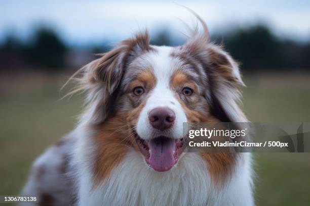 close-up portrait of purebred australian shepherd sticking out tongue,czech republic - pastor australiano fotografías e imágenes de stock