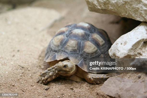 Terapent Shell 21 Terrapin House Stock Photos, High-Res Pictures, and Images - Getty ...