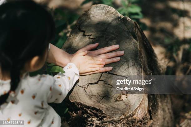 mother and little daughter's hand touching the texture of old tree trunk in the nature against beautiful shades of sunlight. healthy lifestyle, outdoor fun, family embracing and exploring in the nature - part of the family stock pictures, royalty-free photos & images