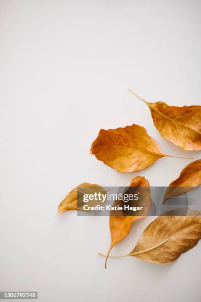 close-up of dry leaves over white background - dry leaf stock pictures, royalty-free photos & images