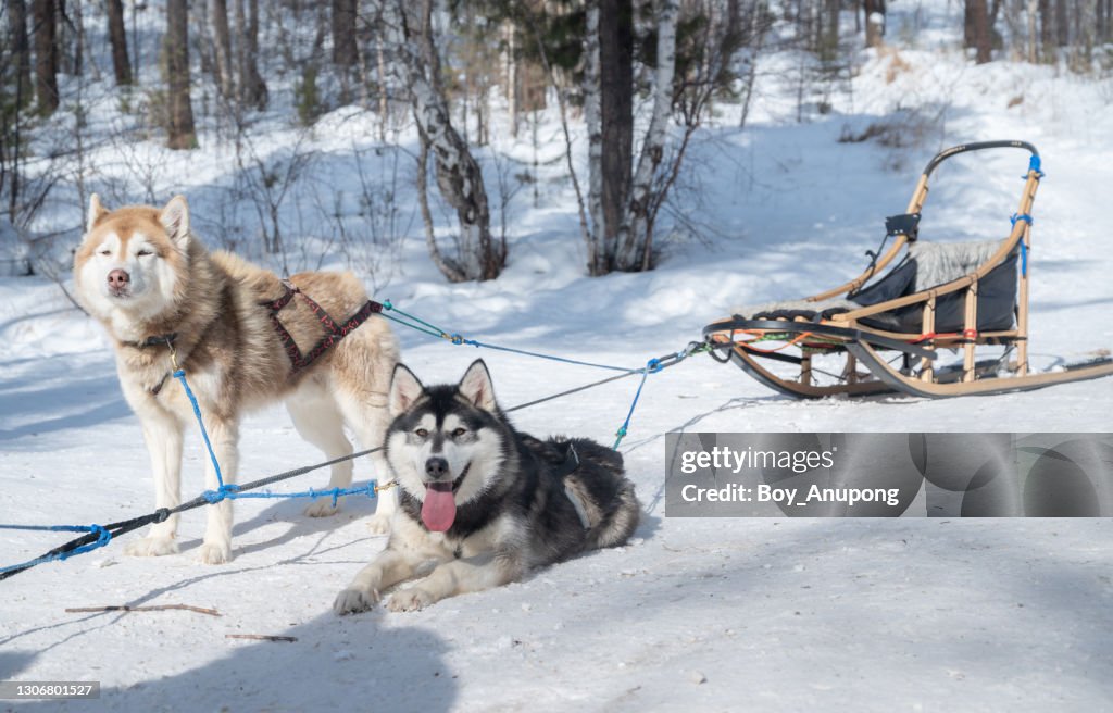 Siberian Husky Dogs With Sled But No Body Sitting On It Dog