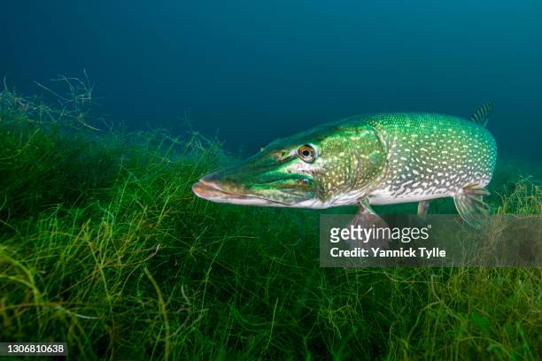 portrait of a northern pike fish (esox lucius) under water - northern pike ストックフォトと画像