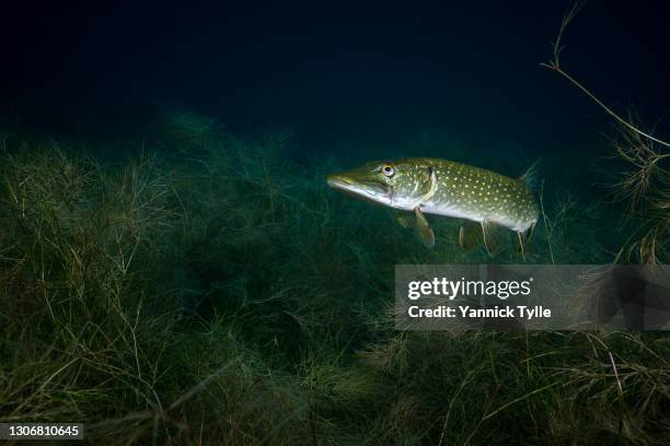 portrait of a northern pike fish (esox lucius) under water - northern pike stock pictures, royalty-free photos & images