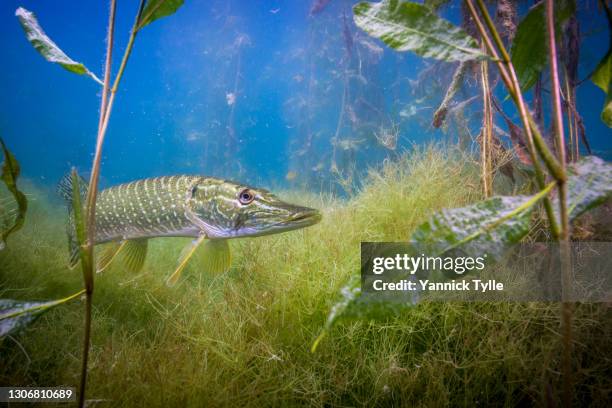 portrait of a northern pike fish (esox lucius) under water - northern pike stock pictures, royalty-free photos & images