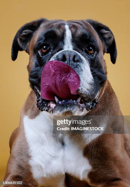 boxer dog looking straight ahead and sticking his tongue out of his mouth. - boxer dog ストックフォトと画像