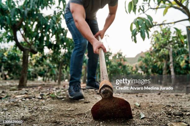 crop farmer hoeing soil in orchard - jäthacke stock-fotos und bilder