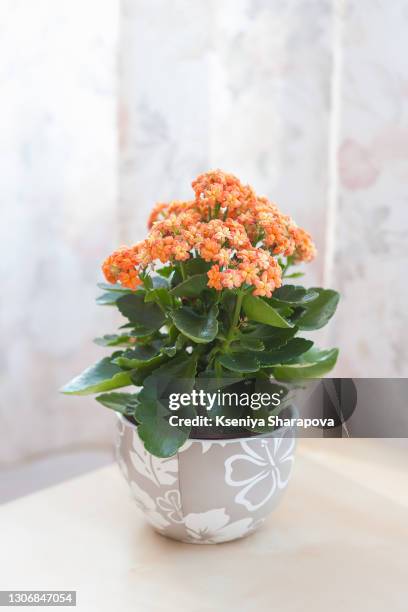 blooming kalanchoe plant - stock photo - kalanchoe stock pictures, royalty-free photos & images