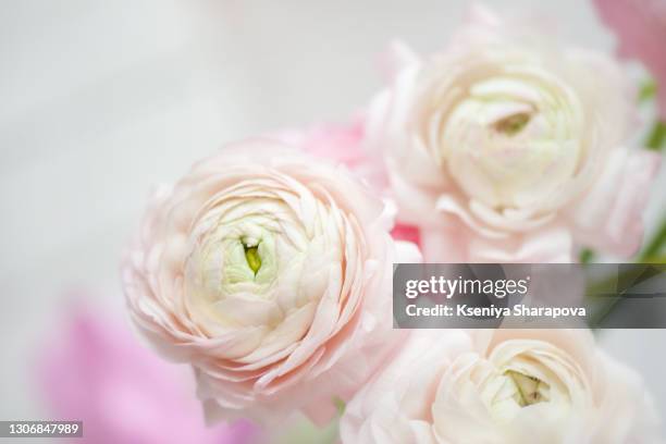 delicate flowers of ranunculus on a white background - stock photo - ranunculus stock pictures, royalty-free photos & images