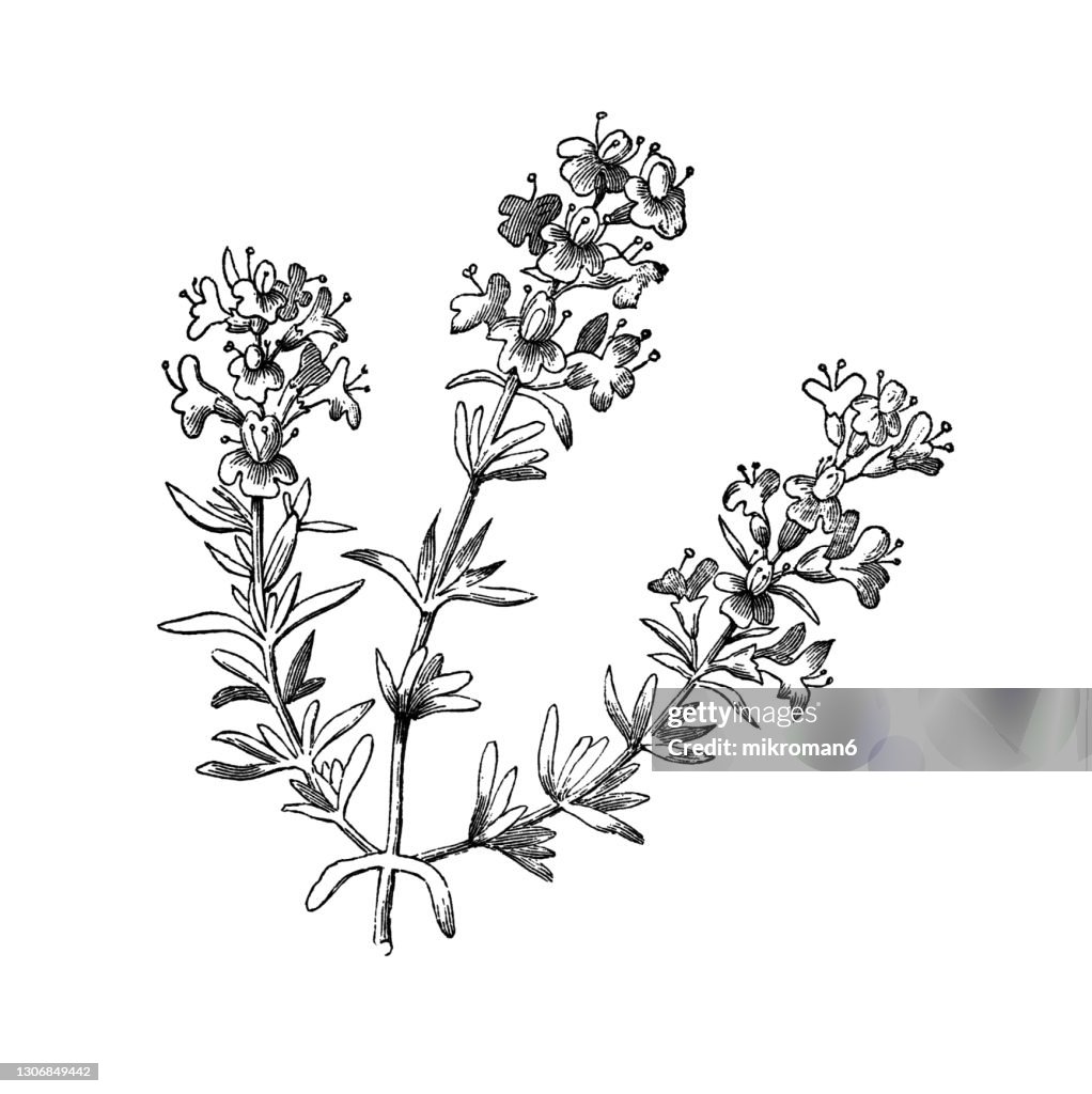 Old engraved illustration of common thyme, German thyme, garden thyme (Thymus vulgaris)