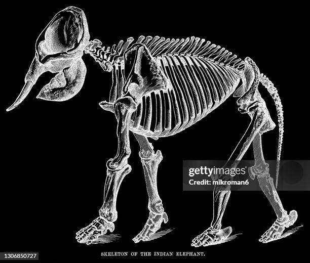 old engraved illustration of skeleton of indian elephant (elephas maximus indicus) - 動物の骸骨 ストックフォトと画像
