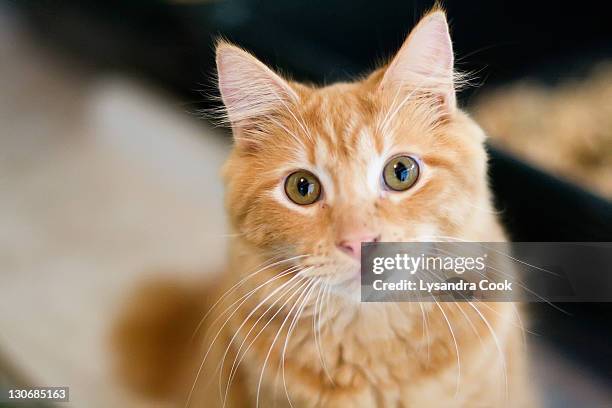 a fluffy orange cat looking at the camera - 茶トラ ストックフォトと画像