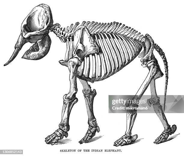 old engraved illustration of skeleton of indian elephant (elephas maximus indicus) - 動物の骸骨 ストックフォトと画像