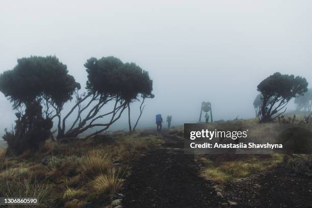 people travelers hikers got to the camping site near the trees in fog in kilimanjaro national park - fog camper stock pictures, royalty-free photos & images