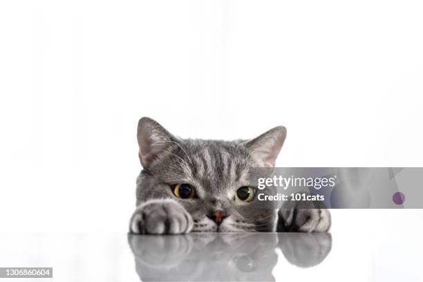 color gris gato británico de pelo corto sobre fondo blanco - cat ears fotografías e imágenes de stock