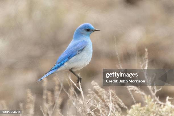 bergblauer vogel mit seitenblick - berghüttensänger stock-fotos und bilder