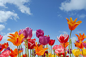 Colorful tulips against a blue sky with white clouds