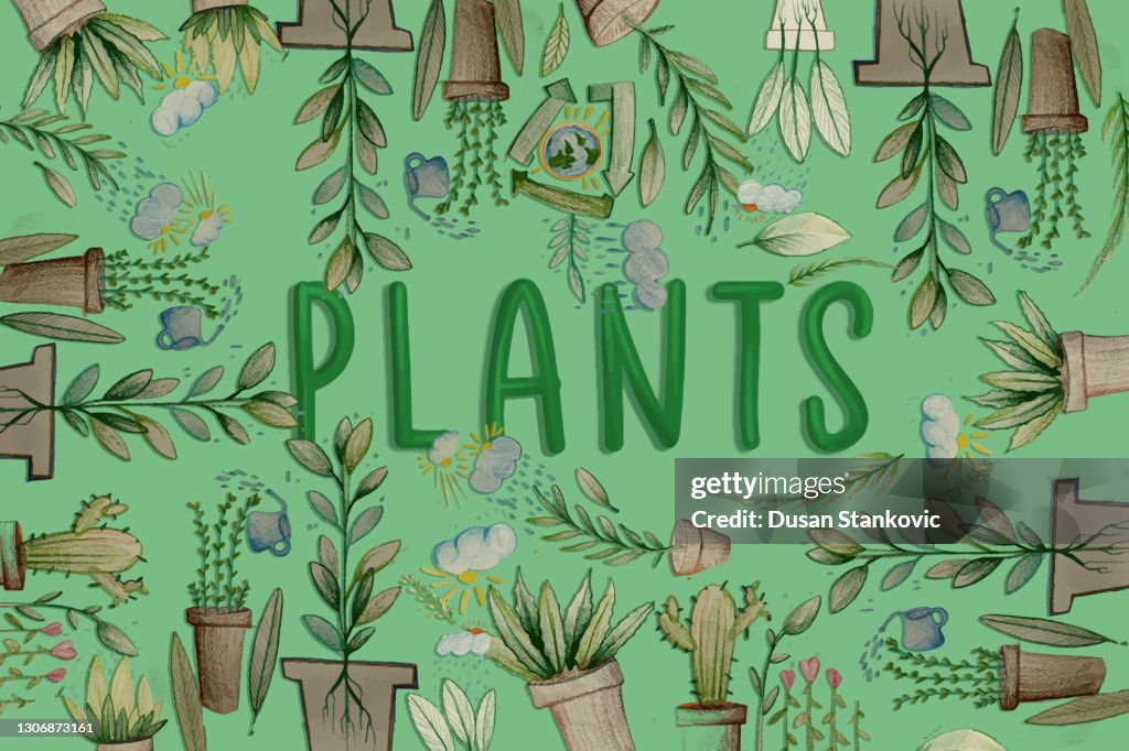 Plants in pots