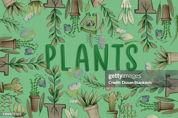 plants in pots - areca palm tree stock illustrations