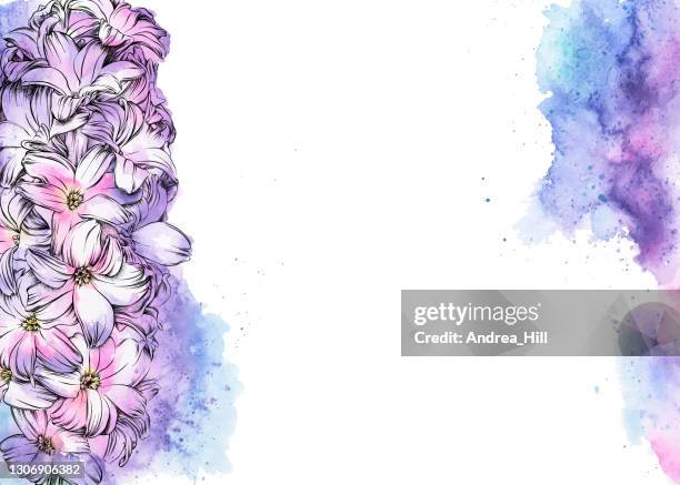 hyacinth flowers border watercolor and ink vector eps10 illustration - seringa stock illustrations