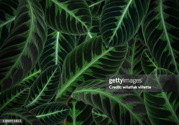 abstract green leaf texture, nature background, tropical leaf. - banana tree leaf stock pictures, royalty-free photos & images