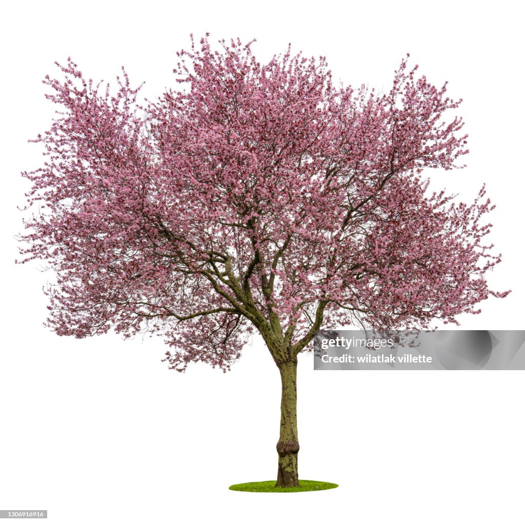 Full bloom pink cherry blossoms or sakura flower tree isolated on white background. High resolution