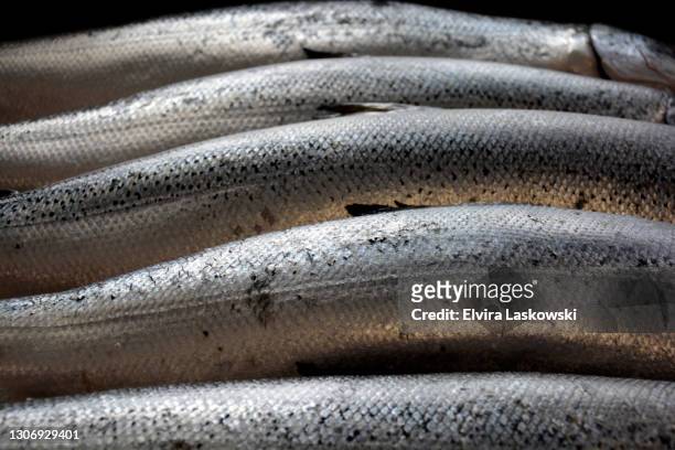 salmon displayed at a fish store - fish sea water close up nobody foto e immagini stock