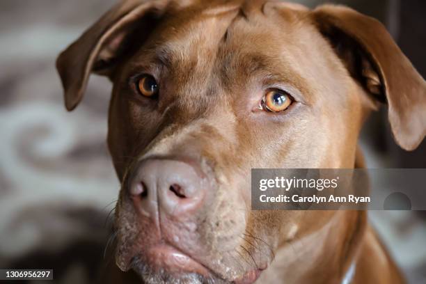 close-up of chocolate labrador mix - begging animal behavior stockfoto's en -beelden