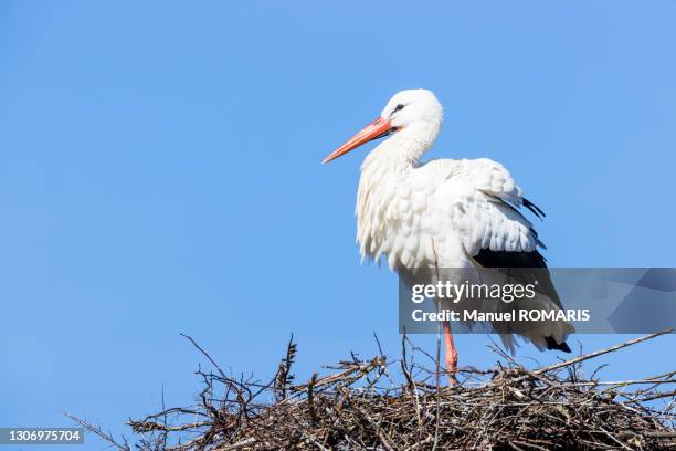 white stork - west vlaanderen stockfoto's en -beelden