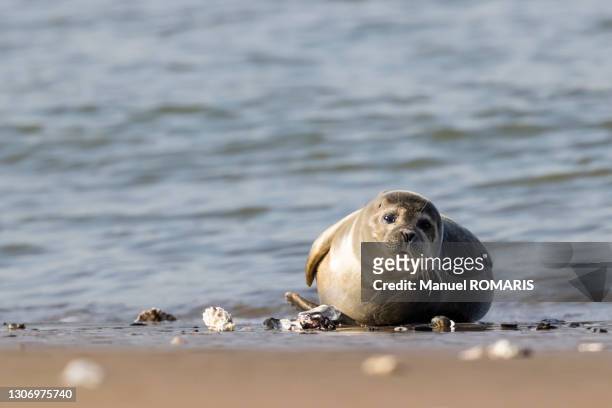 northern seal - beach of ostende foto e immagini stock