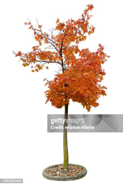 autumn isolated on white background. yellow red green leaves. nature object - arce rojo fotografías e imágenes de stock